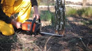 Best Hazardous Tree Removal  in Rohnert Park, CA