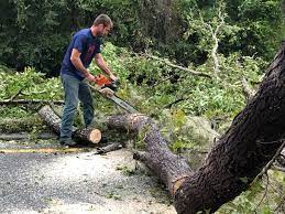 Best Leaf Removal  in Rohnert Park, CA