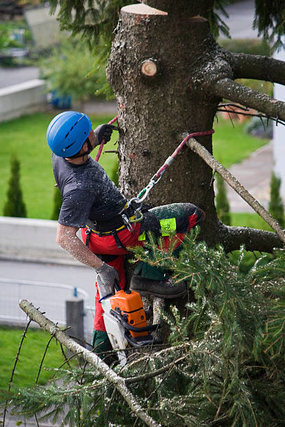 Rohnert Park, CA Tree Care Services Company