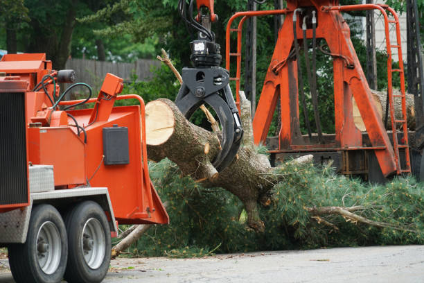 Tree and Shrub Care in Rohnert Park, CA